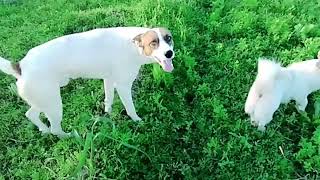 Baby Girl Is Being Raised By Six German Shepherds | The Dodos, IREF