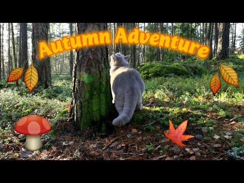 Autumn Forest Adventure | Indoor Cat's Reaction To Going Outside | Lilac British Shorthair Cat | 4k