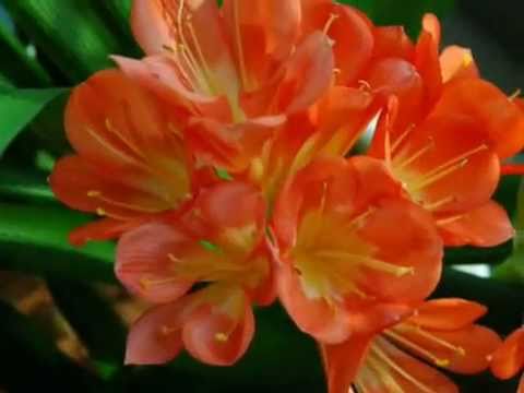 Luludji  - Brataš - " Zašto ne smem da te ljubim "