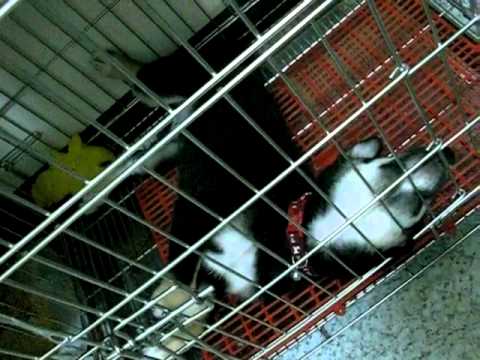 黑熊踩腳踏車  腿細細唷(原發表者:哈哈弟)(影片)