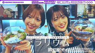 [乃木] 配信中 樋口・和田最終企劃