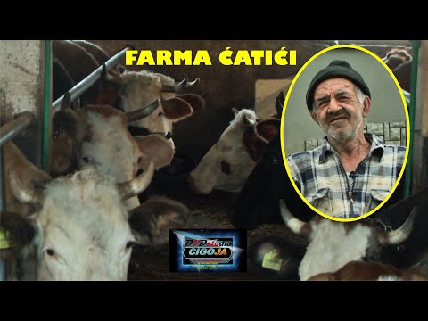 - FARMA 30 KRAVA SLOŽNE PORODICE ĆATIĆ BUGOJNO 2021