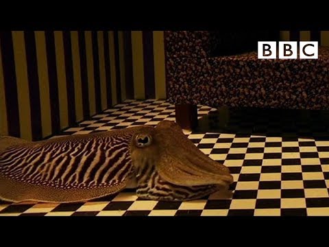 How Does a Cuttlefish Camouflage When In a Living Room?