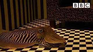 Can Cuttlefish camouflage in a living room? | Richard Hammond&#39;s Miracles of Nature - BBC
