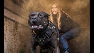 DANGEROUS THE SPORTING AMERICAN BULLY