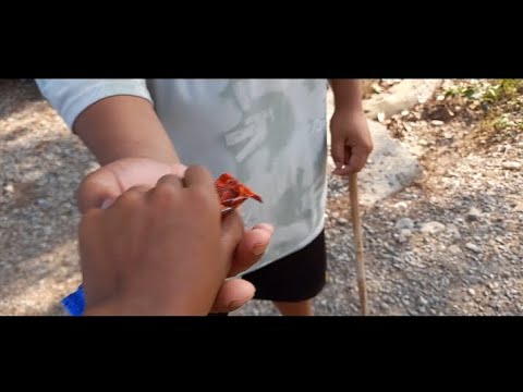 finally 100 subcriber pugyo / chocolate 🍫 diye / 100 special