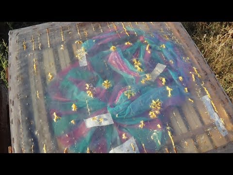 ПОДКОРМКА СТИМУЛИРУЕТ ПЧЕЛУ !!!