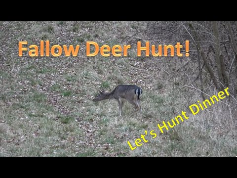 Fallow & Muntjac Hunt after Holland & Holland Shooting Cinema Range session London, Banter Filled!