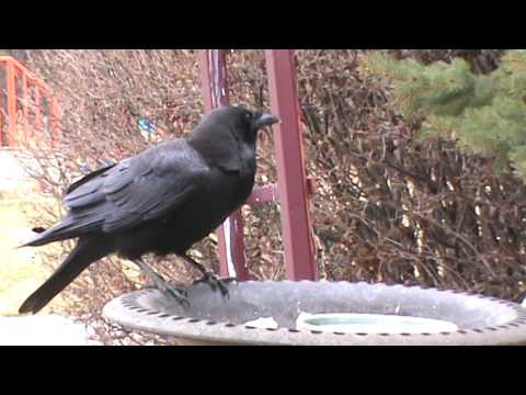 4/12/2017 Woody and Rhonda Crow feeding at the feeder