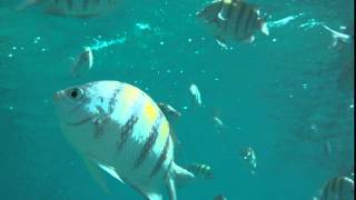 preview picture of video 'Lots of fish in Punta Maroma Mexico'