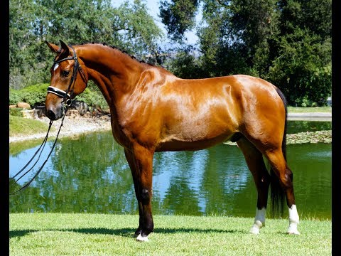 *SOLD* IMPORTED 2009 KWPN Gelding - Competed PSG, CDI Quality GP Prospect