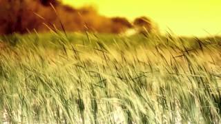 AltRangers - My Love Will Follow You