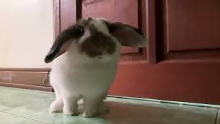 ฝึกให้กระต่ายนั่งตักเวลาให้อาหารเม็ด feeding  baby bunny  on my lap🐰💖✨