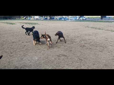 great recall when alpha kelpie corrects german shepherd puppy at dog park