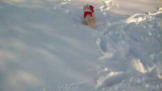 preview picture of video 'Ginger in the snow in her Santa outfit - Pomeranian'