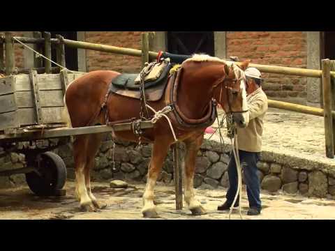 download lagu mp3 mp4 Shire Horse Characteristics, download lagu Shire Horse Characteristics gratis, unduh video klip Shire Horse Characteristics