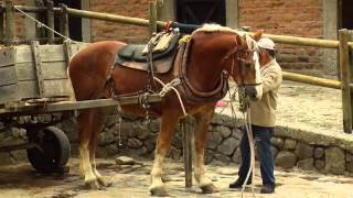 How to Breed Draft Horses - Percheron - Blegium Horse -TvAgro by Juan Gonzalo Angel