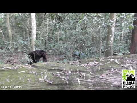 Kanyawara Chimpanzees: Pant Hoot