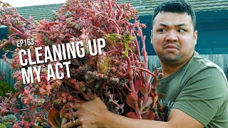 #163 Removing weeds, chopping flower stalks, and maintaining my succulent garden