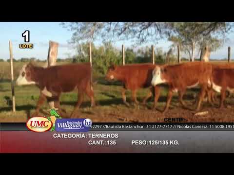 Lote 135 Terneros en Ituzaingó, Corrientes