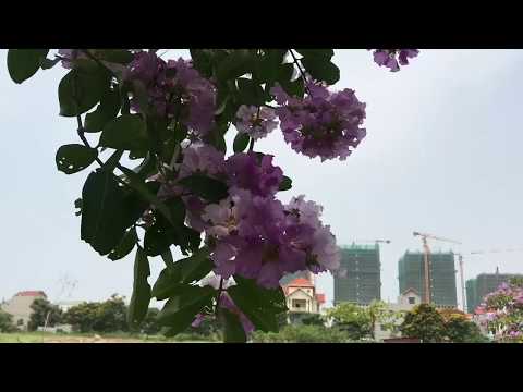 Sở hữu Căn hộ cao cấp 67,6m2 dự án Eurowindow River Park 1,3ty