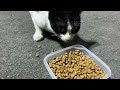 Feeding A Shy Street Tuxedo Cat In The Car Park