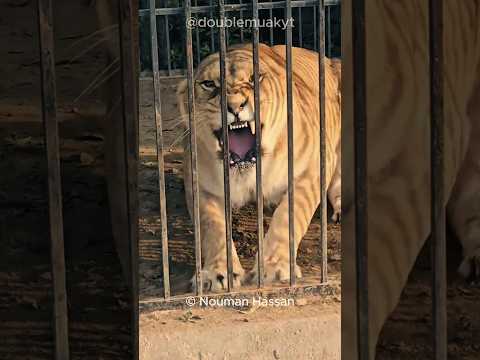 Can Ligers Survive in the Wild? 🐱 🤔