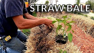 Planting the Straw Bale Garden