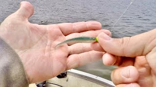 Everything Eats This Bait!