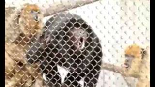 Monkey VS. Koala Goregrind Massacre