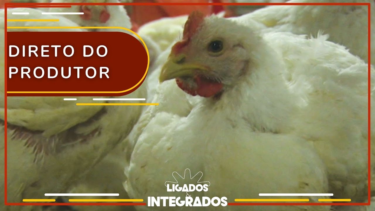 A dúvida do Fernando é sobre aerossaculite. Como evitar? | Ligados & Integrados - 22/02/2022