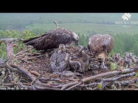 Loch Arkaig Osprey Camera season highlights 2024