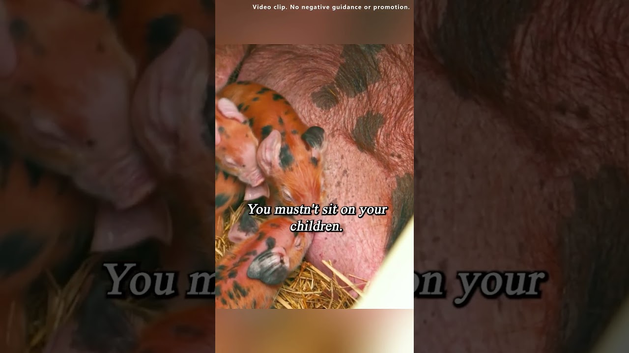 The mother pig crushed her piglets #series #show #tvshow #clarkson