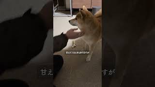 柴犬を飼って後悔する人は だいたいこんな感じ【#524】　 #柴犬 #柴犬との暮らし