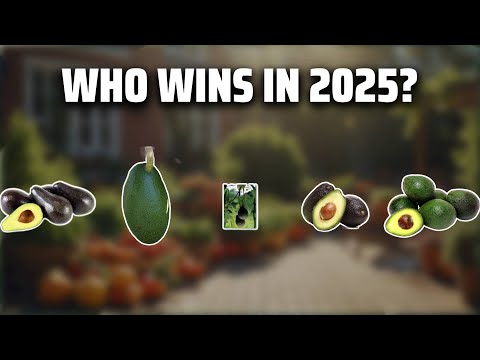 The Top 5 Best Dwarf Avocado Trees in 2025 - Must Watch Before Buying!