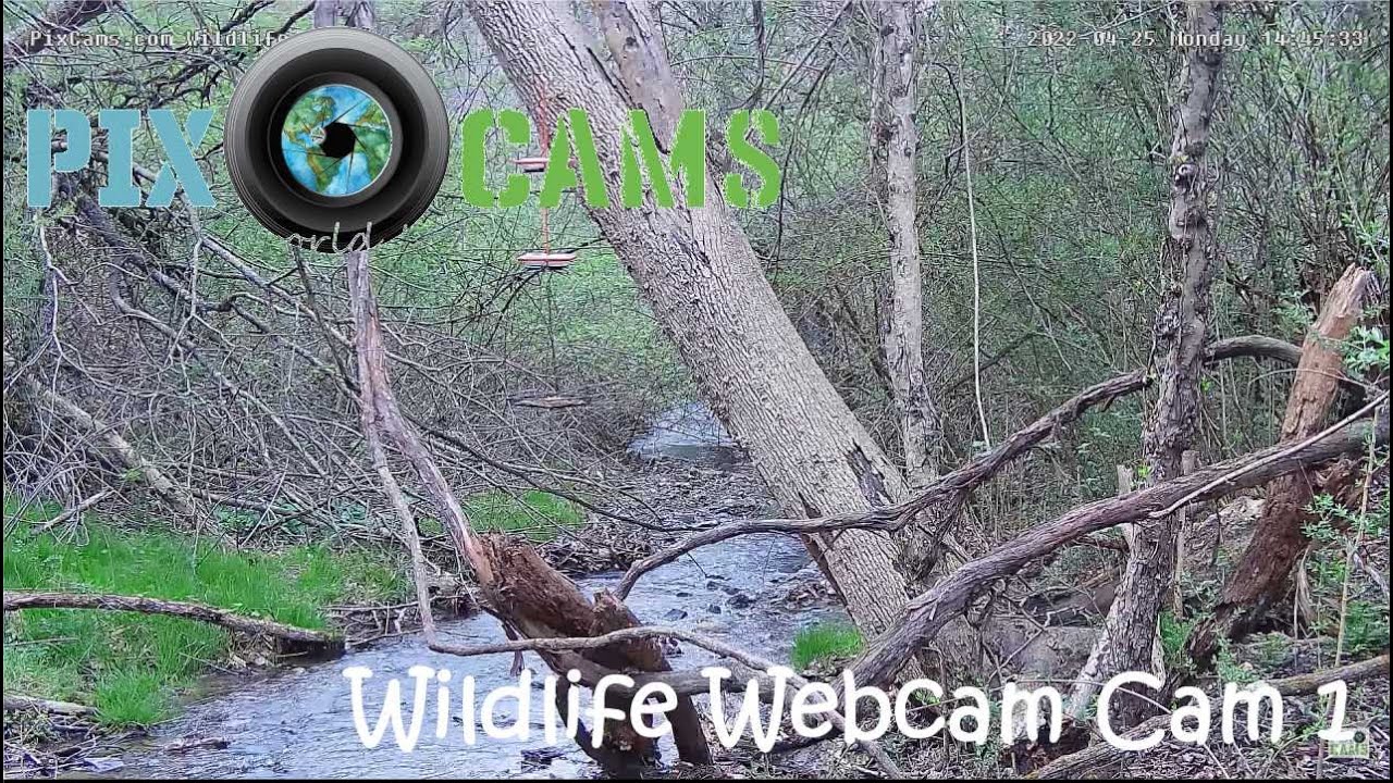Live webcam view of Arroyo Natural Bañera de Pájaros