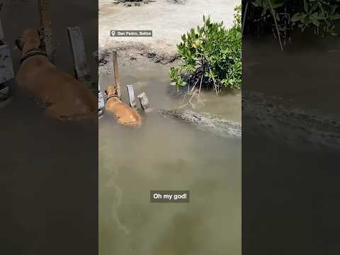 Holidaymaker's shock as dog has close call with crocodile