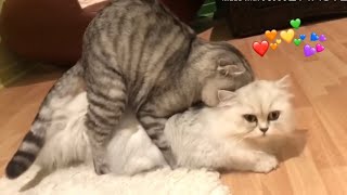 O  amor est no ar ( FUNNY CATS )