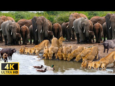 4K African Animals: Hwange National Park - Amazing African Wildlife Footage with Real Sounds