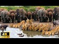 4K African Animals: Hwange National Park - Amazing African Wildlife Footage with Real Sounds