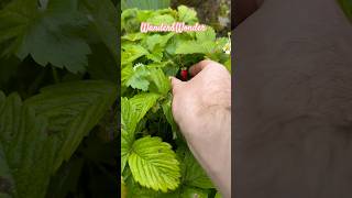 Picking Wild Strawberries 🍓 #strawberry #explore #gardening #garden #life #shortsfeed  #shortvideo