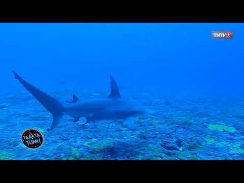 L'étude des requins marteaux à Rangiroa