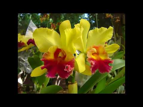 Yo quisiera ser ángel del cielo