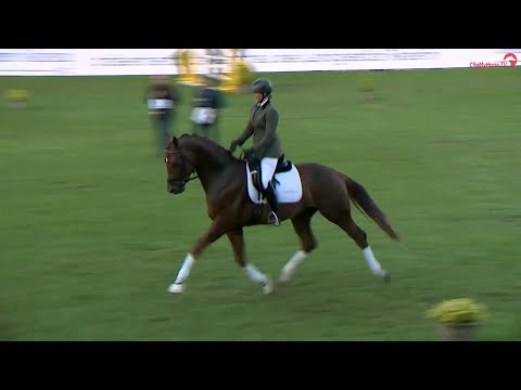 Fiderhall v. Fidertanz - Sir Donnerhall, Oldenburger Hengst *2019