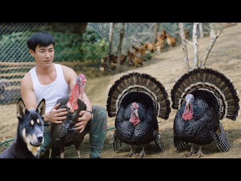 The presence of the giant chickens made the CEO and Micky very happy.