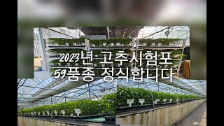 고추 59가지 품종 재배 2023년 유기농부 시험포장(1)