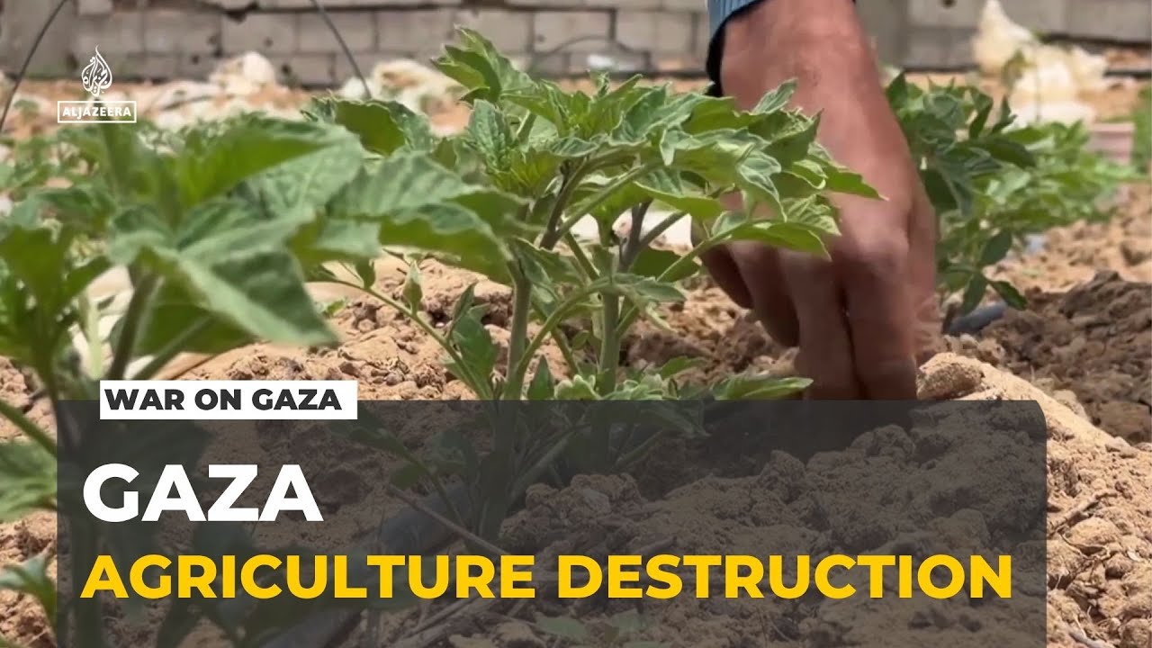 Gaza agriculture devastated: War expands and farmland falls under Israeli control
