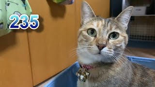 ちょこ宗成長日記235　4月20日。