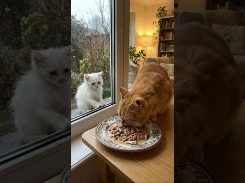 Found This Starving Kitten Crying for Food... 🥺💔 #cute #shorts #animals