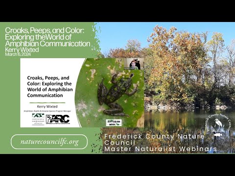 Webinar: Croaks, Peeps and Color: Amphibian Communication with Kerry Wixted